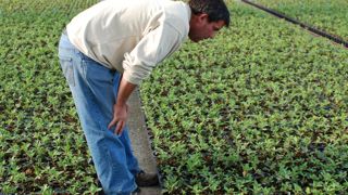 Surveillance phytosanitaire d’une pépinière de jeunes plants par le chef de culture. © J. Jullien